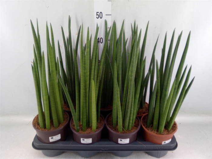 <h4>Sansevieria cyl.  ...</h4>