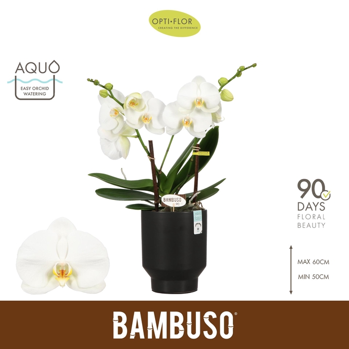 <h4>Bambuso Sequoia >2 spike in Emilia Dark Brown Aquo</h4>