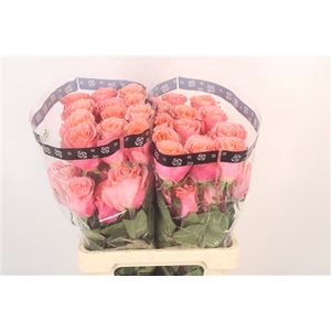 R Gr Ec Superstition