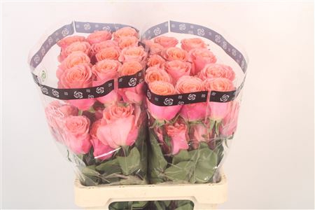 <h4>R Gr Ec Superstition</h4>