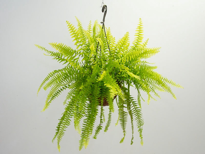 <h4>SAMAMB GOLDEN C21</h4>