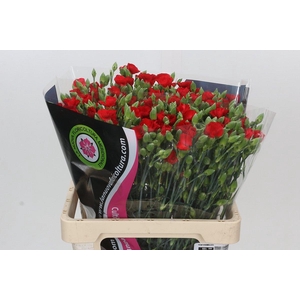 Dianthus Tr Symply Love