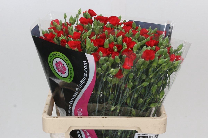 <h4>Dianthus Tr Symply Love</h4>