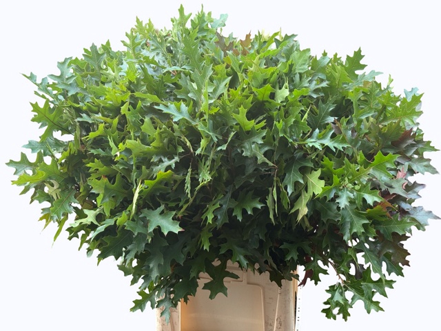 <h4>Quercus Palustris Nouws</h4>