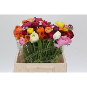 Ranunculus Elegance Rainbow