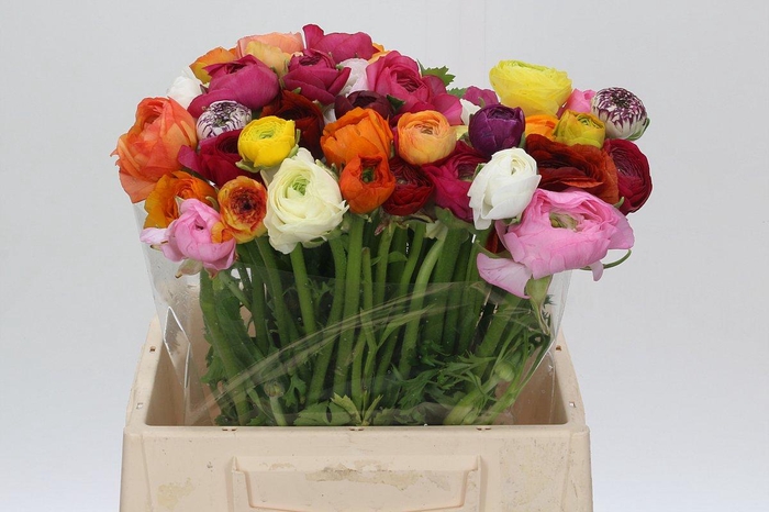 <h4>Ranunculus Elegance Rainbow</h4>