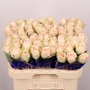 R GR WEDDING ROSE