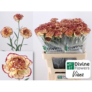 Dianthus ST 'Viana'