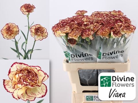 <h4>Dianthus ST 'Viana'</h4>