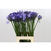 Agapanthus Blue Heaven