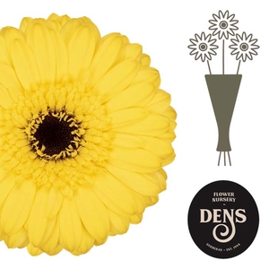 Germini Pacman Water