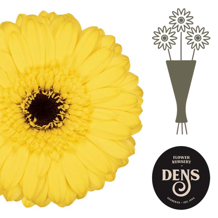 <h4>Germini Pacman Water</h4>