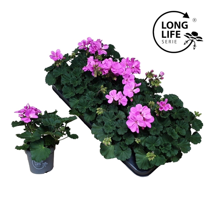 <h4>Pelargonium Zonale Purple</h4>