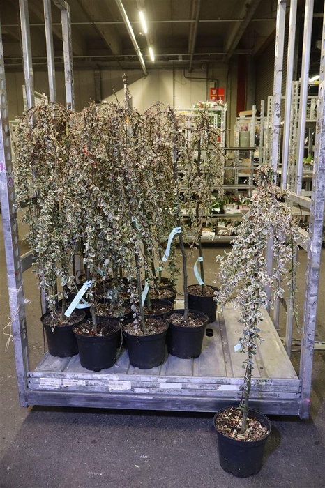 <h4>Coton S Juliette</h4>