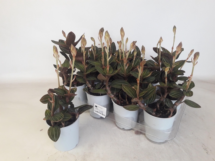 <h4>LUD DISCOLOR</h4>