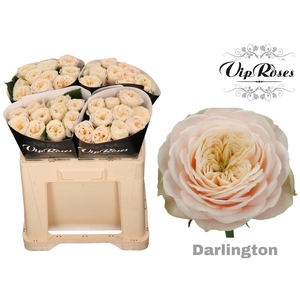 R GR DARLINGTON