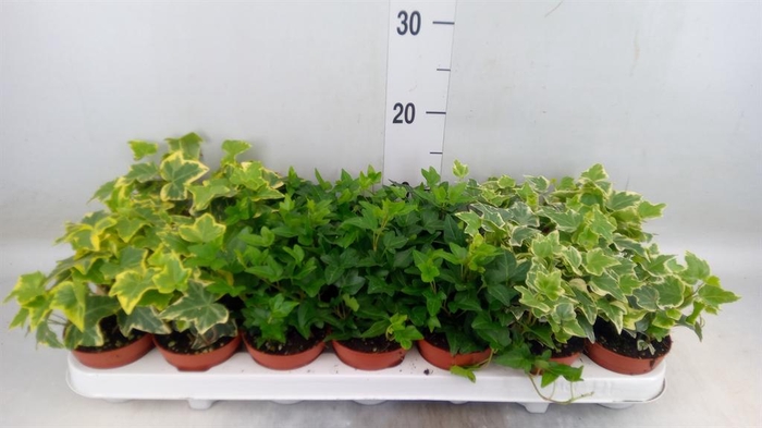 <h4>Hedera ...mix</h4>