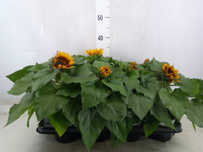 <h4>Helianthus an. 'Tiger Eye'</h4>