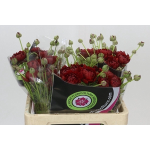 Ranunculus Moderna Energia