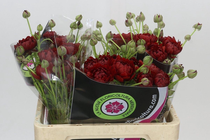 Ranunculus Natura Moderna Energia