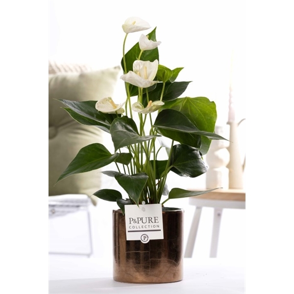 <h4>Anthurium white (Elido) in P&PURE Juliette gold bronze</h4>