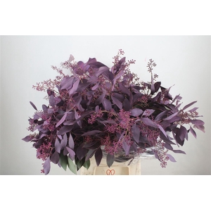 Euca Populus Berry 300gr Abs Lilac P Bunch