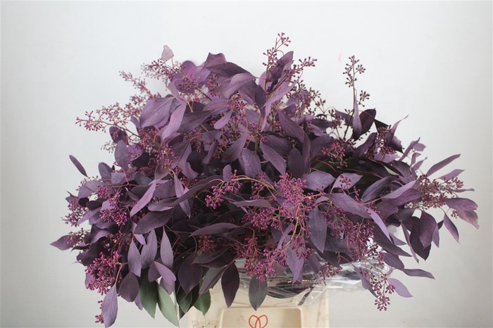 <h4>Euca Populus Berry 300gr Abs Lilac P Bunch</h4>