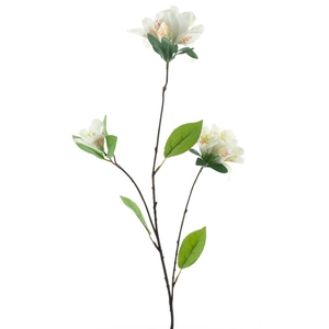 Weigelia spray cream 85cm