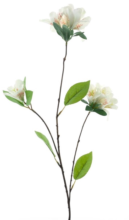 <h4>Weigelia spray cream 85cm</h4>