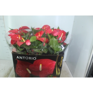 ANTHURIUM MICHIGAN P17 PREMIUM