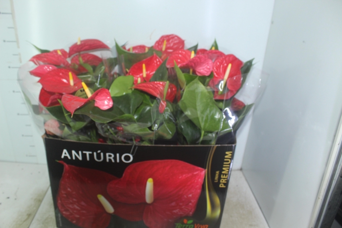 <h4>ANTHURIUM MICHIGAN P17 PREMIUM</h4>
