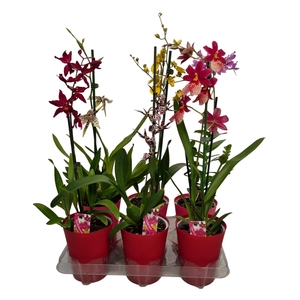 ORCHIDEEEN OVERIG