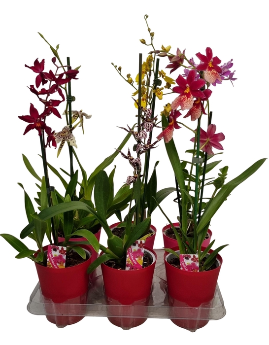 <h4>ORCHIDEEEN OVERIG</h4>