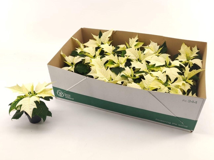 <h4>EUPHOR P ALASKA</h4>