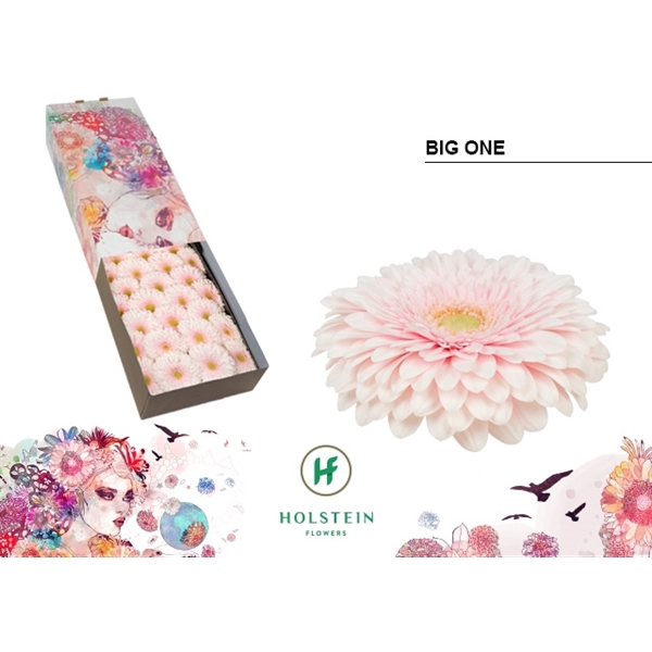 <h4>Ge Gb Gerp Big One - Holstein</h4>
