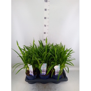 Agapanthus  'Amourette Superb'