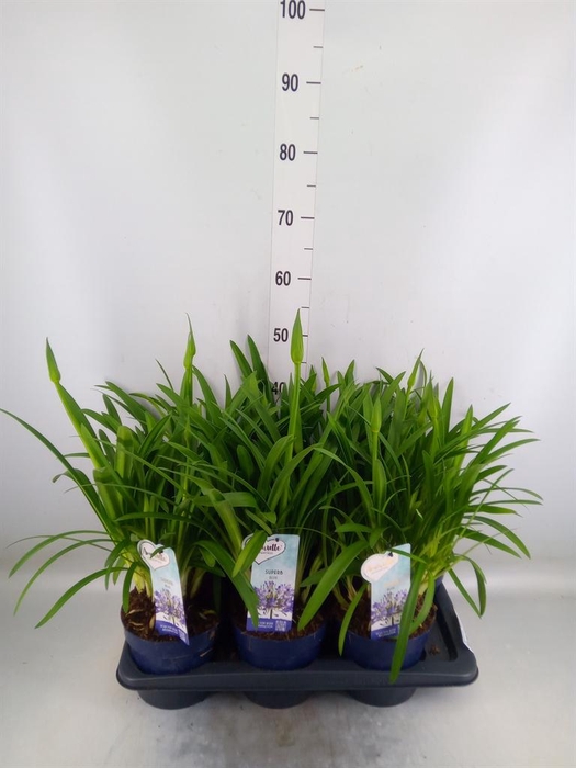 <h4>Agapanthus  'Amourette Superb'</h4>