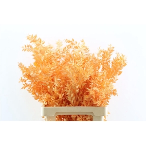 Pres Ruscus Salmon P Stem