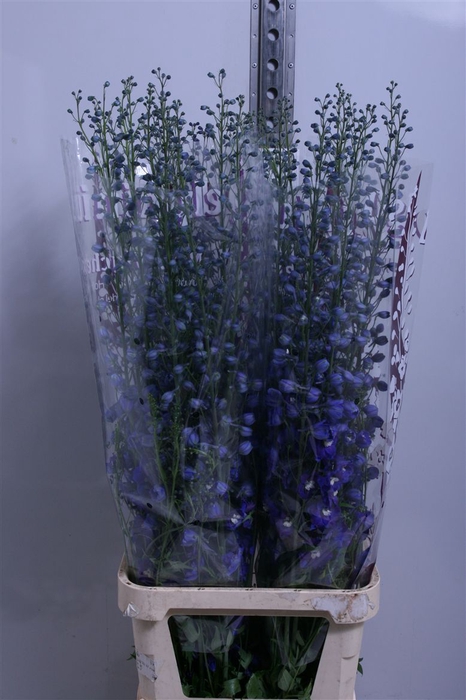<h4>Delph Du Dewi Blue Star</h4>