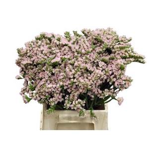 LIM S APRI SUN BIRDS