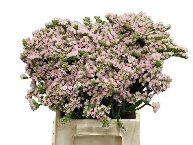 <h4>LIM S APRI SUN BIRDS</h4>