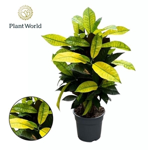 Codiaeum variegatum kleinbladig 'Mrs Iceton'