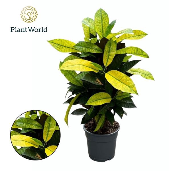 <h4>Codiaeum variegatum kleinbladig 'Mrs Iceton'</h4>