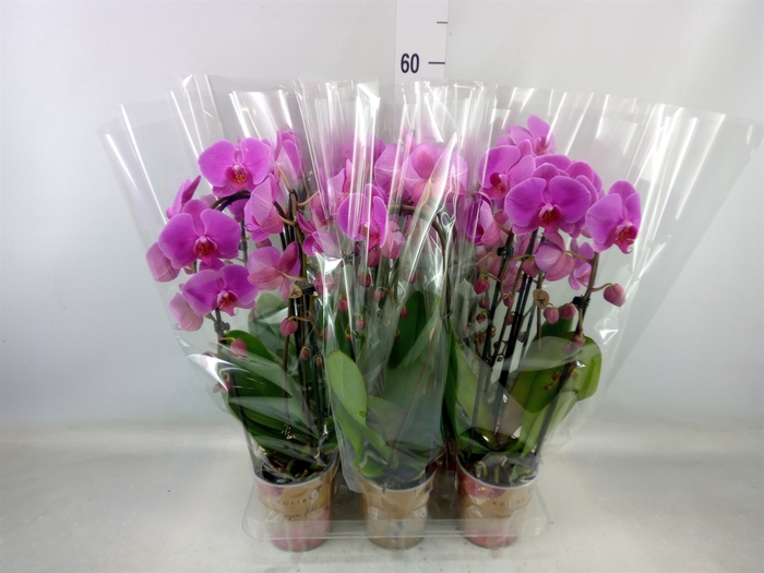 <h4>Phalaenopsis  'Elegant Cascade'</h4>