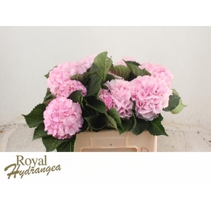 HYDR M ROYAL GRANDEU