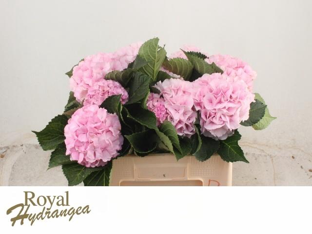 <h4>HYDR M ROYAL GRANDEU</h4>
