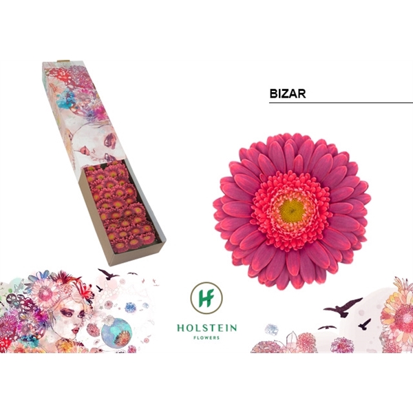 <h4>Ge Mi Bizar Box Holstein</h4>