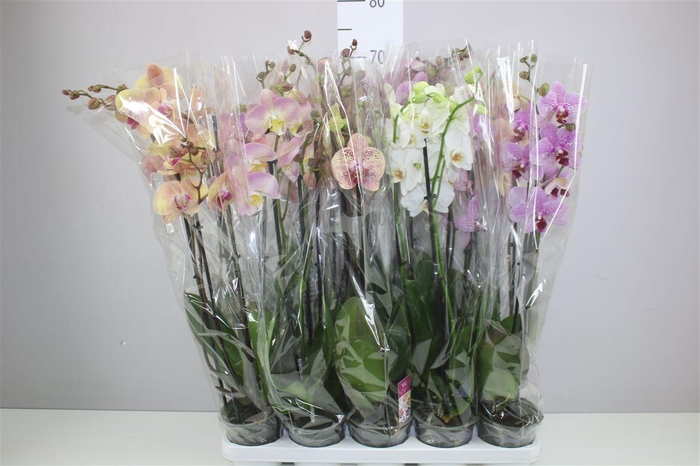 <h4>Phal Gemengd 3 Tak</h4>