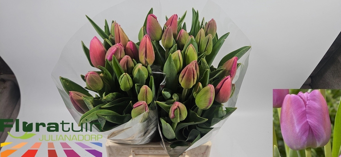 <h4>TU EN PURPLE PRIDE</h4>