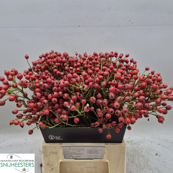 <h4>ROSA MAG AUTUM GLORY</h4>